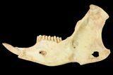 Fossil Pika (Prolagus) Jaw - France #155958-1